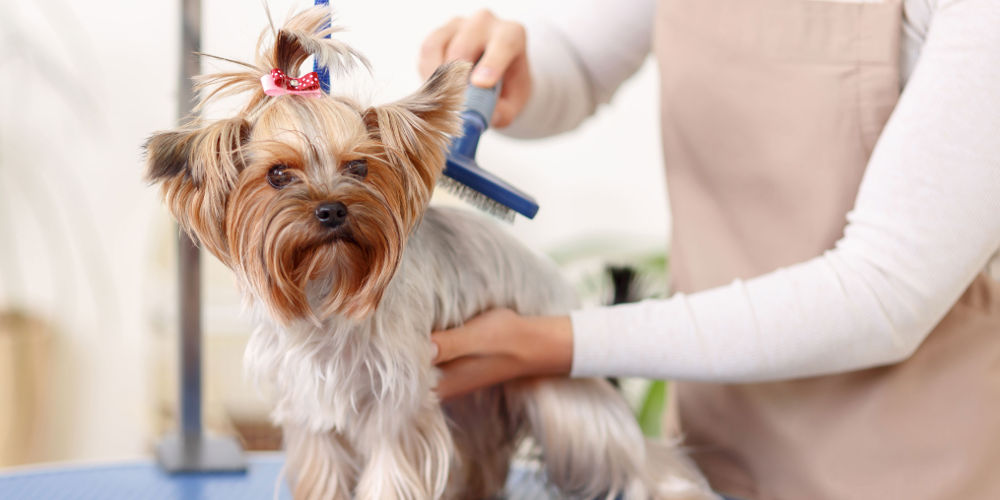 Fort Lauderdal grooming service – How to bathe your dog?